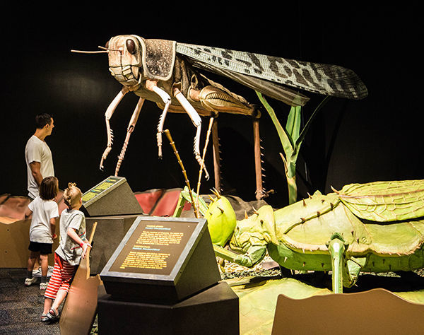 GiantInsects_Credit.ArizonaScienceCenter.jpg